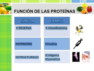 FUNCIÓN DE LAS PROTEÍNAS
 