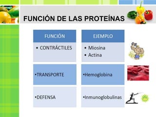 FUNCIÓN DE LAS PROTEÍNAS
 