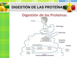 DIGESTIÓN DE LAS PROTEÍNAS
 