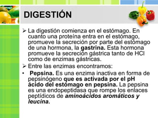 DIGESTIÓN
 La digestión comienza en el estómago. En
cuanto una proteína entra en el estómago,
promueve la secreción por parte del estómago
de una hormona, la gastrina. Esta hormona
promueve la secreción gástrica tanto de HCl
como de enzimas gástricas.
 Entre las enzimas encontramos:
• Pepsina. Es una enzima inactiva en forma de
pepsinógeno que es activada por el pH
ácido del estómago en pepsina. La pepsina
es una endopeptidasa que rompe los enlaces
peptídicos de aminoácidos aromáticos y
leucina.
 