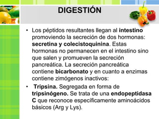 DIGESTIÓN
• Los péptidos resultantes llegan al intestino
promoviendo la secreción de dos hormonas:
secretina y colecistoquinina. Estas
hormonas no permanecen en el intestino sino
que salen y promueven la secreción
pancreática. La secreción pancreática
contiene bicarbonato y en cuanto a enzimas
contiene zimógenos inactivos:
• Tripsina. Segregada en forma de
tripsinógeno. Se trata de una endopeptidasa
C que reconoce específicamente aminoácidos
básicos (Arg y Lys).
 