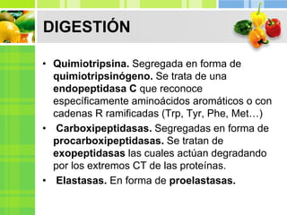 DIGESTIÓN
• Quimiotripsina. Segregada en forma de
quimiotripsinógeno. Se trata de una
endopeptidasa C que reconoce
específicamente aminoácidos aromáticos o con
cadenas R ramificadas (Trp, Tyr, Phe, Met…)
• Carboxipeptidasas. Segregadas en forma de
procarboxipeptidasas. Se tratan de
exopeptidasas las cuales actúan degradando
por los extremos CT de las proteínas.
• Elastasas. En forma de proelastasas.
 