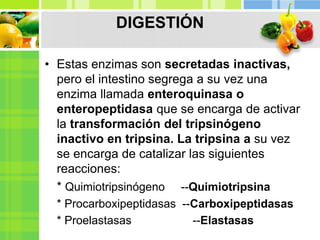 • Estas enzimas son secretadas inactivas,
pero el intestino segrega a su vez una
enzima llamada enteroquinasa o
enteropeptidasa que se encarga de activar
la transformación del tripsinógeno
inactivo en tripsina. La tripsina a su vez
se encarga de catalizar las siguientes
reacciones:
* Quimiotripsinógeno --Quimiotripsina
* Procarboxipeptidasas --Carboxipeptidasas
* Proelastasas --Elastasas
DIGESTIÓN
 
