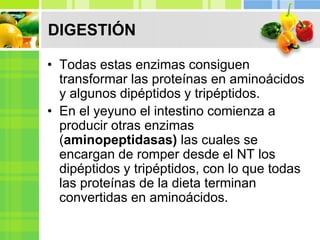 • Todas estas enzimas consiguen
transformar las proteínas en aminoácidos
y algunos dipéptidos y tripéptidos.
• En el yeyuno el intestino comienza a
producir otras enzimas
(aminopeptidasas) las cuales se
encargan de romper desde el NT los
dipéptidos y tripéptidos, con lo que todas
las proteínas de la dieta terminan
convertidas en aminoácidos.
DIGESTIÓN
 