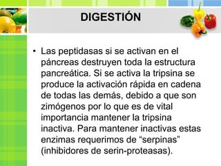 • Las peptidasas si se activan en el
páncreas destruyen toda la estructura
pancreática. Si se activa la tripsina se
produce la activación rápida en cadena
de todas las demás, debido a que son
zimógenos por lo que es de vital
importancia mantener la tripsina
inactiva. Para mantener inactivas estas
enzimas requerimos de “serpinas”
(inhibidores de serin-proteasas).
DIGESTIÓN
 