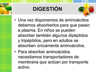 DIGESTIÓN
• Una vez disponemos de aminoácidos
debemos absorberlos para que pasen
a plasma. En niños se pueden
absorber también algunos dipéptidos
y tripéptidos, pero en adultos se
absorben únicamente aminoácidos.
• Para absorber aminoácidos
necesitamos transportadores de
membrana que actúan por transporte
activo.
 