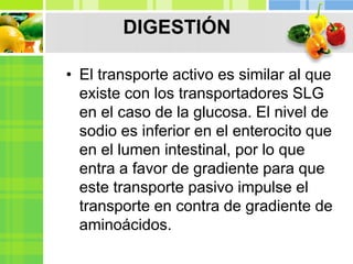 DIGESTIÓN
• El transporte activo es similar al que
existe con los transportadores SLG
en el caso de la glucosa. El nivel de
sodio es inferior en el enterocito que
en el lumen intestinal, por lo que
entra a favor de gradiente para que
este transporte pasivo impulse el
transporte en contra de gradiente de
aminoácidos.
 