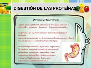 DIGESTIÓN DE LAS PROTEÍNAS
 