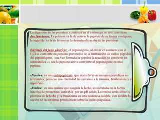 Trabajo de proteínas exposición