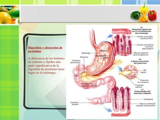 Trabajo de proteínas exposición
