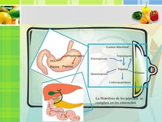 Trabajo de proteínas exposición