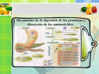 Trabajo de proteínas exposición