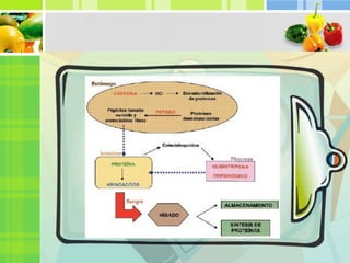 Trabajo de proteínas exposición