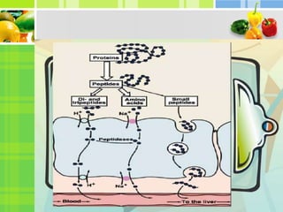 Trabajo de proteínas exposición