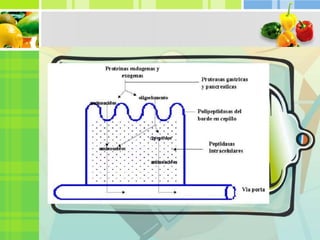 Trabajo de proteínas exposición