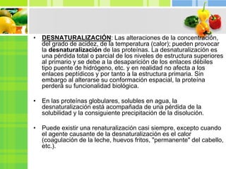 • DESNATURALIZACIÓN: Las alteraciones de la concentración,
del grado de acidez, de la temperatura (calor); pueden provocar
la desnaturalización de las proteínas. La desnaturalización es
una pérdida total o parcial de los niveles de estructura superiores
al primario y se debe a la desaparición de los enlaces débiles
tipo puente de hidrógeno, etc. y en realidad no afecta a los
enlaces peptídicos y por tanto a la estructura primaria. Sin
embargo al alterarse su conformación espacial, la proteína
perderá su funcionalidad biológica.
• En las proteínas globulares, solubles en agua, la
desnaturalización está acompañada de una pérdida de la
solubilidad y la consiguiente precipitación de la disolución.
• Puede existir una renaturalización casi siempre, excepto cuando
el agente causante de la desnaturalización es el calor
(coagulación de la leche, huevos fritos, "permanente" del cabello,
etc.).
 