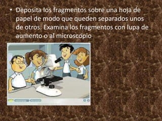 • Deposita los fragmentos sobre una hoja de
  papel de modo que queden separados unos
  de otros. Examina los fragmentos con lupa de
  aumento o al microscopio.
 