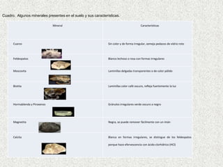 Cuadro. Algunos minerales presentes en el suelo y sus características.

                                Mineral                                                  Características




      Cuarzo                                                   Sin color y de forma irregular, semeja pedazos de vidrio roto



      Feldespatos                                              Blanco lechoso o rosa con formas irregulares


      Moscovita                                                Laminillas delgadas transparentes o de color pálido



      Biotita                                                  Laminillas color café oscuro, refleja fuertemente la luz




      Hormablenda y Piroxenos                                  Gránulos irregulares verde oscuro a negro




      Magnetita                                                Negra, se puede remover fácilmente con un imán



      Calcita                                                  Blanca en formas irregulares, se distingue de los feldespatos

                                                               porque hace efervescencia con ácido clorhídrico (HCl)
 