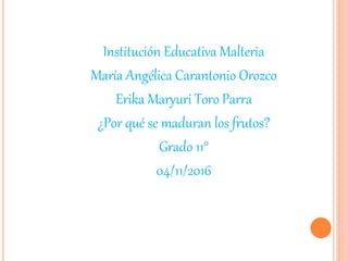 Institución Educativa Malteria
María Angélica Carantonio Orozco
Erika Maryuri Toro Parra
¿Por qué se maduran los frutos?
Grado 11°
04/11/2016
 
