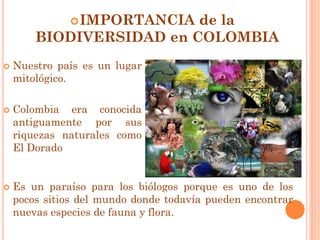  IMPORTANCIA
                          de la
        BIODIVERSIDAD en COLOMBIA
   Nuestro país es un lugar
    mitológico.

   Colombia era conocida
    antiguamente por sus
    riquezas naturales como
    El Dorado


   Es un paraíso para los biólogos porque es uno de los
    pocos sitios del mundo donde todavía pueden encontrar
    nuevas especies de fauna y flora.
 