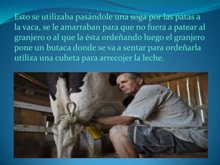Esto se utilizaba pasándole una soga por las patas a
la vaca, se le amarraban para que no fuera a patear al
granjero o al que la ésta ordeñando luego el granjero
pone un butaca donde se va a sentar para ordeñarla
utiliza una cubeta para arrecojer la leche.
 