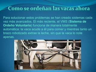 Para solucionar estos problemas se han creado sistemas cada
vez más avanzados. El más reciente, el VMS (Sistema de
Ordeño Voluntario) funciona de manera totalmente
automática: la vaca acude a él para comer y mientras tanto un
brazo robotizado extrae la leche, sin que la vaca lo note
apenas.
 