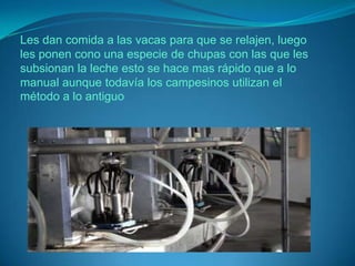 Les dan comida a las vacas para que se relajen, luego
les ponen cono una especie de chupas con las que les
subsionan la leche esto se hace mas rápido que a lo
manual aunque todavía los campesinos utilizan el
método a lo antiguo
 