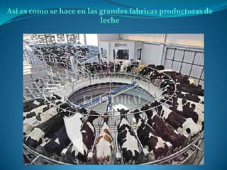 Trabajo de salud ocupacional lider