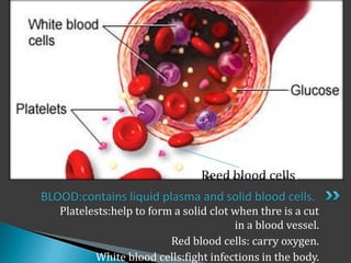 Reed blood cells.
BLOOD:contains liquid plasma and solid blood cells.
   Platelests:help to form a solid clot when thre is a cut
                                        in a blood vessel.
                          Red blood cells: carry oxygen.
          White blood cells:fight infections in the body.
 