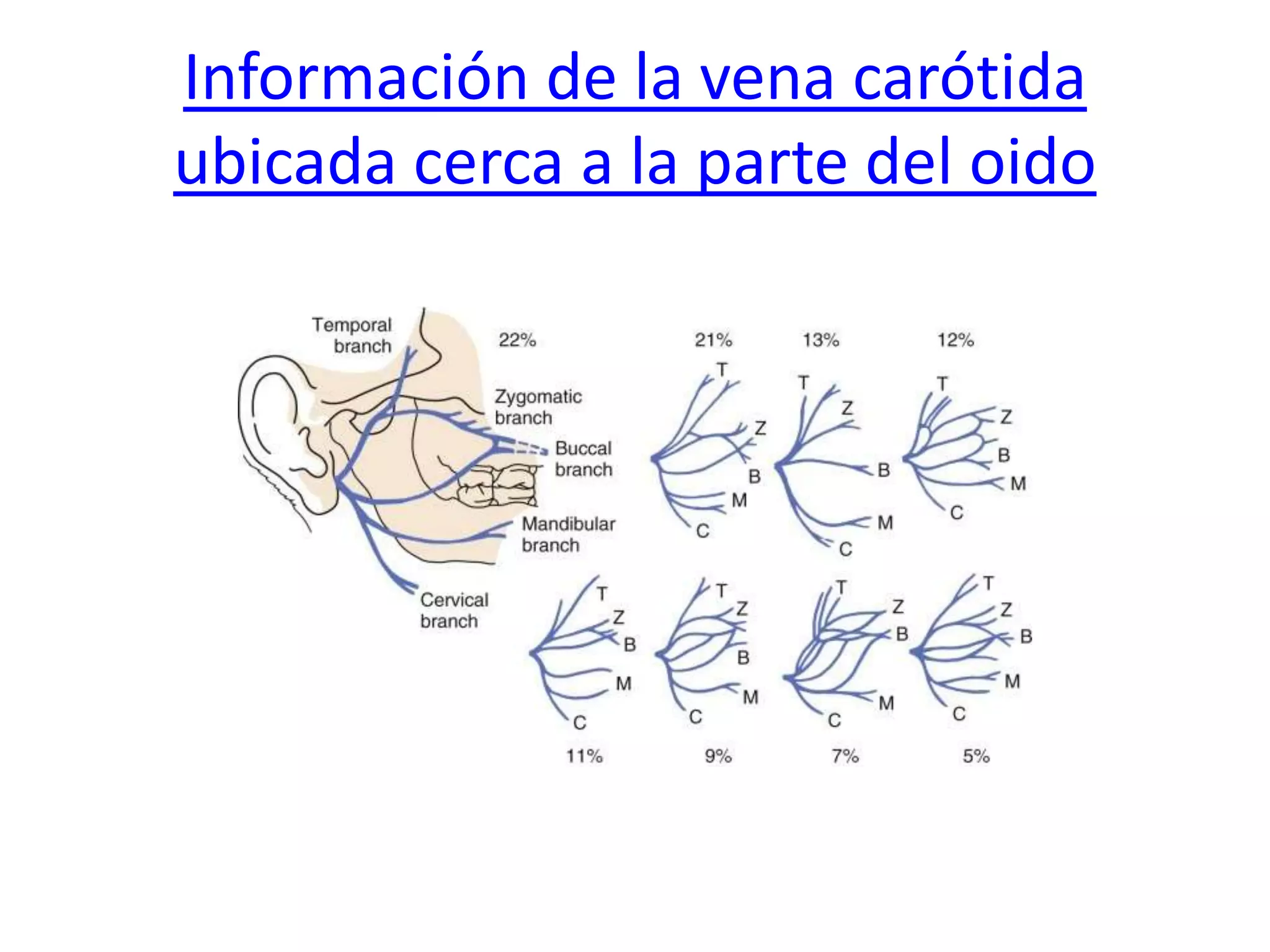 Información de la vena carótida
ubicada cerca a la parte del oido
 