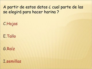 A partir de estos datos ¿ cual parte de las se elegirá para hacer harina ? Hojas Tallo Raíz semillas  