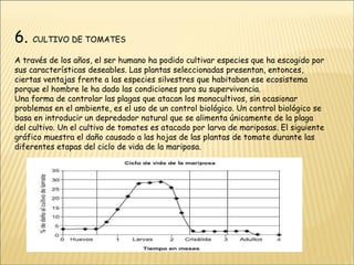 6.   CULTIVO DE TOMATES A través de los años, el ser humano ha podido cultivar especies que ha escogido por sus características deseables. Las plantas seleccionadas presentan, entonces, ciertas ventajas frente a las especies silvestres que habitaban ese ecosistema porque el hombre le ha dado las condiciones para su supervivencia. Una forma de controlar las plagas que atacan los monocultivos, sin ocasionar problemas en el ambiente, es el uso de un control biológico. Un control biológico se basa en introducir un depredador natural que se alimenta únicamente de la plaga del cultivo. Un el cultivo de tomates es atacado por larva de mariposas. El siguiente gráfico muestra el daño causado a las hojas de las plantas de tomate durante las diferentes etapas del ciclo de vida de la mariposa. 