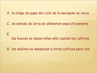 la etapa de pupa del ciclo de la mariposa se inicia cerca de la temporada de cosecha en estado de larva se alimentan específicamente de hojas de la planta.   los huevos se desarrollan sólo cuando los cultivos están empezando su crecimiento los adultos se desplazan a otros cultivos para consumir hojas frescas. 