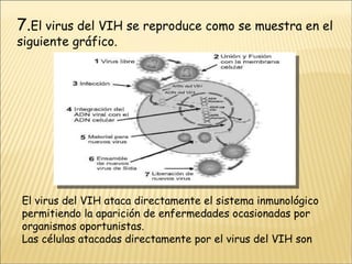 7. El virus del VIH se reproduce como se muestra en el siguiente gráfico. El virus del VIH ataca directamente el sistema inmunológico permitiendo la aparición de enfermedades ocasionadas por organismos oportunistas. Las células atacadas directamente por el virus del VIH son 