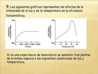 9. .Los siguientes gráficos representan los efectos de la intensidad de la luz y de la temperatura en la eficiencia fotosintética . Si en una experiencia de laboratorio se someten tres plantas de la misma especie a las siguientes condiciones de luz y temperatura, 