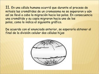 11.  En una célula humana ocurrió que durante el proceso de mitosis las cromátides de un cromosoma no se separaron y aún así se llevó a cabo la migración hacia los polos. En consecuencia una cromátide y su copia migraron hacia uno de los polos, como lo indica el siguiente gráfico. De acuerdo con el enunciado anterior, se esperaría obtener al final de la división celular dos células hijas 