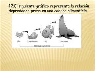 12 .El siguiente gráfico representa la relación depredador-presa en una cadena alimenticia 