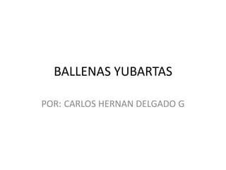 BALLENAS YUBARTAS
POR: CARLOS HERNAN DELGADO G

 