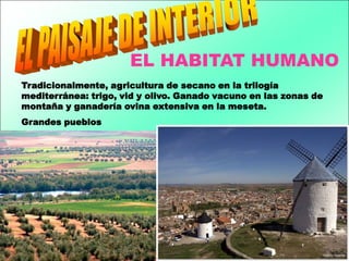 EL HABITAT HUMANO
Tradicionalmente, agricultura de secano en la trilogía
mediterránea: trigo, vid y olivo. Ganado vacuno en las zonas de
montaña y ganadería ovina extensiva en la meseta.
Grandes pueblos
 