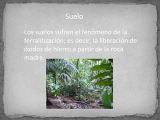 Los suelos sufren el fenómeno de la 
ferralitización; es decir, la liberación de 
óxidos de hierro a partir de la roca 
madre.
                                           
Suelo
 