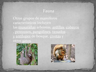 Otros grupos de mamíferos
característicos incluyen
las musarañas arbóreas, ardillas, cobayos
, perezosos, pangolines, venados
y antílopes de bosque, civetas y
otros gatos.
Fauna
 