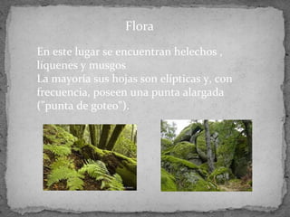 En este lugar se encuentran helechos ,
líquenes y musgos
La mayoría sus hojas son elípticas y, con
frecuencia, poseen una punta alargada
("punta de goteo").
Flora
 