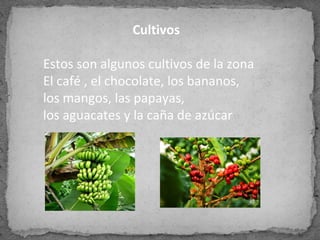 Cultivos
Estos son algunos cultivos de la zona
El café , el chocolate, los bananos,
los mangos, las papayas,
los aguacates y la caña de azúcar
 