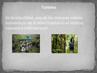 Turismo
En la actualidad, uno de los mayores valores
económicos de la selva tropical es el turismo
nacional e internacional.
 