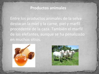 Productos animales
Entre los productos animales de la selva
destacan la miel y la carne, piel y marfil
procedente de la caza. También el marfil
de los elefantes, aunque se ha penalizado
en muchos sitios.
 