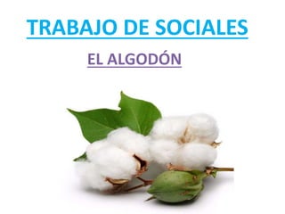 TRABAJO DE SOCIALES
EL ALGODÓN
 