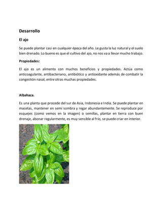 Desarrollo
El ajo
Se puede plantar casi en cualquier época del año. Le gusta la luz natural y el suelo
bien drenado. Lo bueno es que el cultivo del ajo, no nos va a llevar mucho trabajo.
Propiedades:
El ajo es un alimento con muchos beneficios y propiedades. Actúa como
anticoagulante, antibacteriano, antibiótico y antioxidante además de combatir la
congestión nasal, entre otras muchas propiedades.
Albahaca.
Es una planta que procede del sur de Asia, Indonesia e India. Se puede plantar en
macetas, mantener en semi sombra y regar abundantemente. Se reproduce por
esquejes (como vemos en la imagen) o semillas, plantar en tierra con buen
drenaje, abonar regularmente, es muy sensible al frío, se puede criar en interior.
 