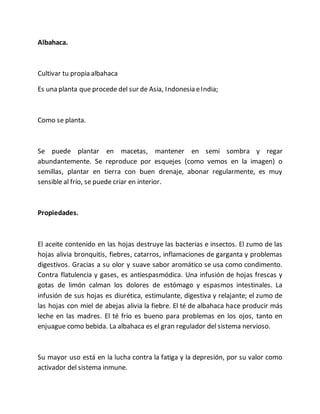 Albahaca.
Cultivar tu propia albahaca
Es una planta que procede del sur de Asia, Indonesia eIndia;
Como se planta.
Se puede plantar en macetas, mantener en semi sombra y regar
abundantemente. Se reproduce por esquejes (como vemos en la imagen) o
semillas, plantar en tierra con buen drenaje, abonar regularmente, es muy
sensible al frío, se puede criar en interior.
Propiedades.
El aceite contenido en las hojas destruye las bacterias e insectos. El zumo de las
hojas alivia bronquitis, fiebres, catarros, inflamaciones de garganta y problemas
digestivos. Gracias a su olor y suave sabor aromático se usa como condimento.
Contra flatulencia y gases, es antiespasmódica. Una infusión de hojas frescas y
gotas de limón calman los dolores de estómago y espasmos intestinales. La
infusión de sus hojas es diurética, estimulante, digestiva y relajante; el zumo de
las hojas con miel de abejas alivia la fiebre. El té de albahaca hace producir más
leche en las madres. El té frío es bueno para problemas en los ojos, tanto en
enjuague como bebida. La albahaca es el gran regulador del sistema nervioso.
Su mayor uso está en la lucha contra la fatiga y la depresión, por su valor como
activador del sistema inmune.
 