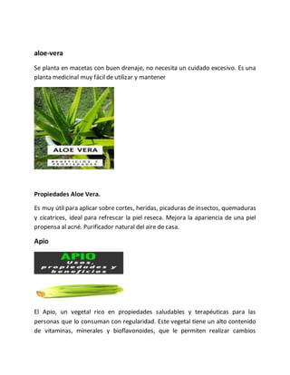 aloe-vera
Se planta en macetas con buen drenaje, no necesita un cuidado excesivo. Es una
planta medicinal muy fácil de utilizar y mantener
Propiedades Aloe Vera.
Es muy útil para aplicar sobre cortes, heridas, picaduras de insectos, quemaduras
y cicatrices, ideal para refrescar la piel reseca. Mejora la apariencia de una piel
propensa al acné. Purificador natural del aire de casa.
Apio
El Apio, un vegetal rico en propiedades saludables y terapéuticas para las
personas que lo consuman con regularidad. Este vegetal tiene un alto contenido
de vitaminas, minerales y bioflavonoides, que le permiten realizar cambios
 
