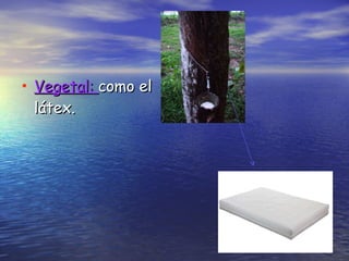 Vegetal:  como el látex. 